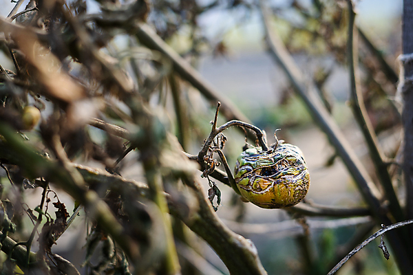 포토 JPG 해외이미지 식물 음식 농업 토마토 건조 사람없음 초록색 노란색 흙 거름 채소밭 뒤뜰 밭일 해외포토 산업 컬러 밭 채소 파일형식 이미지허브