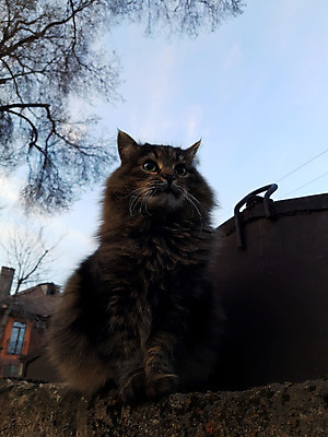 포토 JPG 해외이미지 나무 동물 분홍색 백그라운드 장난 포유류 자연 하늘 아침 수염 털 사람없음 여름 반려동물 머리 귀여움 고양이 봄 회색 가을 입 저녁 그림 코 귀 육식동물 솜털 주둥이 기르기 콘크리트 해외포토 주간 식물 계절 컬러 컨셉 신체부위 야간 생태계 돌봄 파일형식 이미지허브