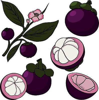 EPS 해외이미지 식물 백그라운드 농업 채소 과일 일러스트 재료 자연 잉크 건강 장식 정원 수확 신선 달콤 맛 낙서 스케치 그림 유기농 윤곽 손그림 건강식 말레이시아 고립 숙성 엘리먼트 이국적 채식주의자 비건 맛있는 해외일러스트 웰빙 산업 아시아 음식 컨셉 미술 생태계 채식 파일형식 벡터 이미지허브