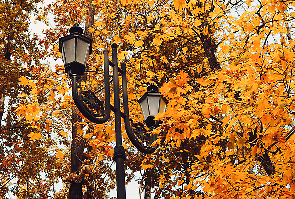 포토 JPG 해외이미지 공원 유럽 가로등 단풍나무 사람없음 나뭇가지 오스트리아 해외포토 나무 공공시설 나라 단풍 파일형식 이미지허브