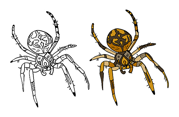 포토 JPG 해외이미지 동물 캐릭터 손 교육 야생동물 선 곤충 오렌지 일러스트 학교 자연 흑백 사람없음 그래픽 책 컬러풀 운동 연필 농장 갈색 검은색 웹 흰색 그리기 낙서 인쇄 만화 스케치 심볼 그림 윤곽 거미 페이지 고립 색칠공부 해외일러스트 컬러 농업 인터넷 과일 모션 학용품 촬영기법 건강 미술 신체부위 학습 필기구 색칠 생태계 파일형식 이미지허브