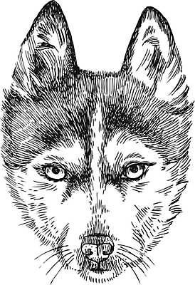 EPS 해외이미지 동물 손 디자인 응시 얼굴 백그라운드 일러스트 포유류 자연 잉크 털 미술 성인 그래픽 반려동물 연필 펜 머리 검은색 흰색 그리기 개 인쇄 스케치 그림 코 귀 송곳니 고립 그런지 기르기 현실 해외일러스트 시선 컬러 모션 문화예술 학용품 사람 신체부위 필기구 치아 생태계 돌봄 파일형식 벡터 이미지허브