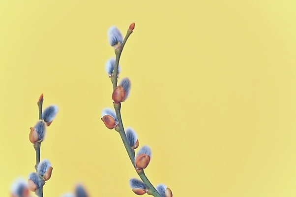 포토 JPG 해외이미지 나무 식물 전통 디자인 공원 꽃 백그라운드 컨셉 꽃무늬 자연 휴가 부활절 사람없음 야외 장식 뷰티 노란색 정원 귀걸이 봄 벚꽃 나뭇가지 축하 인사 신선 개화 4월 모피 버드나무 심볼 솜털 내추럴 해외포토 계절 공공시설 기념일 컬러 무늬 장신구 예절 날짜 생태계 파일형식 이미지허브