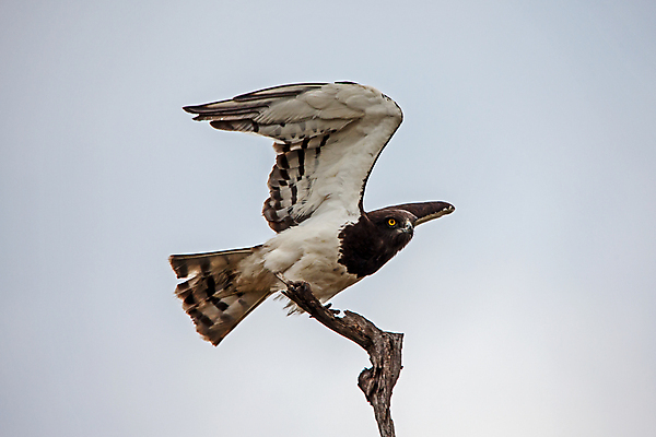 포토 JPG 해외이미지 나무 동물 야생동물 백그라운드 날개 아프리카 자연 조류 하늘 국립공원 사람없음 야외 검은색 흰색 나뭇가지 뱀 황무지 큼 먹이 깃털 부리 독수리 육식동물 사냥꾼 내추럴 남아프리카 혼자 해외포토 식물 직업 공원 나라 컬러 파충류 크기 생태계 파일형식 이미지허브