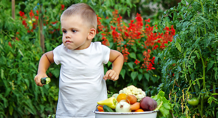 포토 JPG 해외이미지 식물 배너 어린이 음식 백그라운드 농업 다이어트 토마토 채소 과일 자연 양파 피망 오이 감자 건강 관리 사랑 사람 사람없음 초록색 농장 정원 당근 수확 시골 아기 신선 농부 상추 유기농 원예 양배추 후추 내추럴 돌봄 바이오 숙성 원예사 채식주의자 카피스페이스 해외포토 직업 웰빙 감정 산업 컬러 모션 뿌리채소 취미 공백 향신료 생태계 채식 파일형식 이미지허브