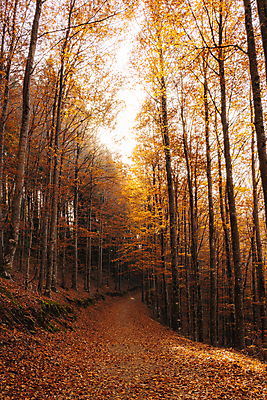 포토 JPG 해외이미지 주간 나무 공원 유럽 사람없음 야외 햇빛 숲 오솔길 포르투갈 해외포토 자연요소 식물 공공시설 나라 길 태양 파일형식 이미지허브