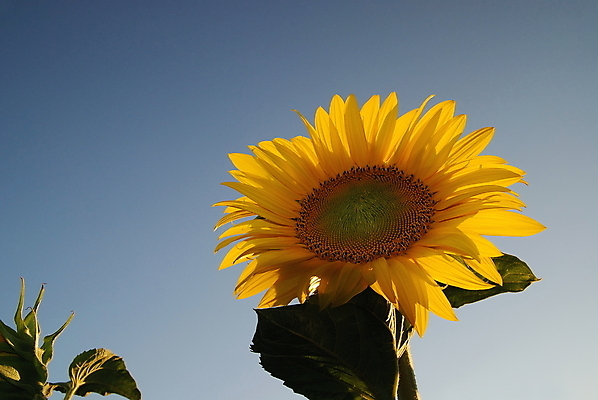 포토 JPG 해외이미지 주간 잎 하늘 해바라기 사람없음 야외 해외포토 자연요소 식물 꽃 파일형식 이미지허브