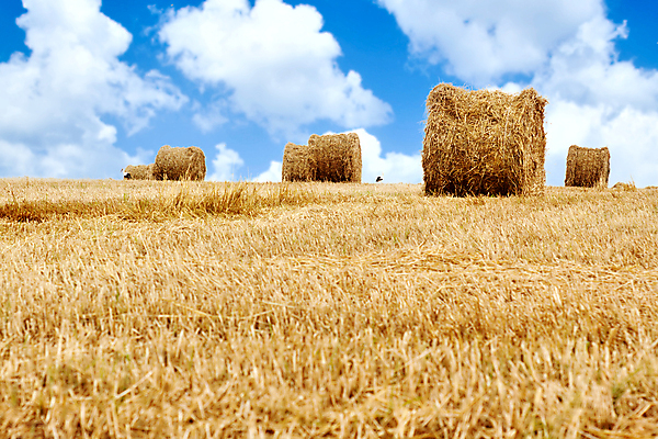포토 JPG 해외이미지 계절 산업 밭 농업 자연 조류 하늘 잉글랜드 빨대 옥수수 사람없음 경제 파란색 농작물 농장 노란색 쌓기 평화 수확 시골 황금 건초더미 볏짚 결합 낟알 밀 수집 보따리 보리 귀 팩 트랙터 뭉치 밭일 황새 귀리 해외포토 동물 컬러 컨셉 모션 영국 곡류 신체부위 화장품 건초 짚 농기계 생태계 특수차량 파일형식 더미 이미지허브