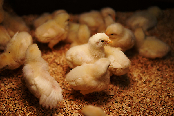 포토 JPG 해외이미지 동물 행복 야생동물 어린이 조류 생물 병아리 사람없음 반려동물 노란색 설치류 부리 해외포토 감정 컬러 사람 파일형식 이미지허브