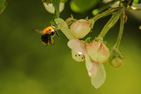 포토 JPG 해외이미지 꽃 곤충 백그라운드 사람없음 야외 아웃포커스 꿀 해외포토 식물 동물 촬영기법 파일형식 이미지허브