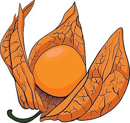 EPS 해외이미지 식물 손 디자인 계절 선 음식 백그라운드 잎 꽃무늬 다이어트 토마토 과일 일러스트 자연 건강 미술 그래픽 세트 갈색 정원 나뭇가지 신선 얼룩 황금 스케치 수집 그림 유기농 손그림 내추럴 해외일러스트 나무 웰빙 꽃 컬러 무늬 채소 문화예술 신체부위 생태계 파일형식 벡터 이미지허브