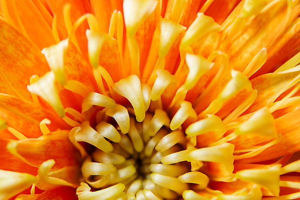 포토 JPG 해외이미지 식물 꽃 백그라운드 꽃무늬 패턴 오렌지 자연 추상 국화 사람없음 빨간색 파란색 뷰티 노란색 봄 벚꽃 신선 개화 닫기 질감 해외포토 계절 컬러 무늬 과일 모션 생태계 파일형식 이미지허브