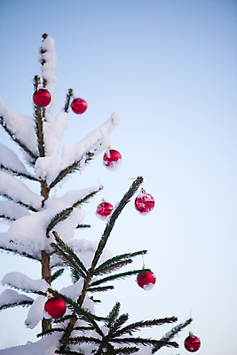 포토 JPG 해외이미지 주간 나무 크리스마스장식 겨울 하늘 매달리기 사람없음 야외 눈 걸림 오너먼트 해외포토 자연요소 식물 계절 크리스마스 모션 날씨 파일형식 이미지허브