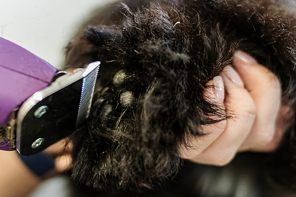 포토 JPG 해외이미지 한마리 손 털 실내 들기 신체부위 잡기 강아지 개발바닥 바리깡 애견미용 애견미용사 해외포토 1 모션 사람 내부 반려동물 뷰티 개 미용사 발바닥 파일형식 이미지허브