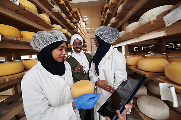 포토 JPG 해외이미지 응시 여자 공장 노동자 치즈 선반 들기 성인 옆모습 세명 노트북 손들기 가리킴 저장 발효 수납 숙성 위생모자 위생복 저장소 성인여자만 해외포토 직업 모자_잡화 시선 뷰포인트 가구 공업 모션 유제품 사람 손짓 전자제품 여자만 성인만 파일형식 이미지허브