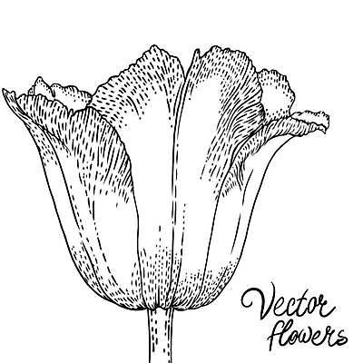 EPS 해외이미지 식물 손 디자인 꽃잎 꽃 실루엣 종이 백그라운드 꽃무늬 패턴 일러스트 자연 잉크 미술 그래픽 장식 연필 펜 정원 수확 벚꽃 나뭇가지 우아함 스케치 심볼 싱글 그림 복고 판화 고립 바로크 엘리먼트 옛날 타격 디테일 해외일러스트 나무 컨셉 무늬 농업 모션 문화예술 학용품 촬영기법 신체부위 필기구 생태계 파일형식 벡터 이미지허브