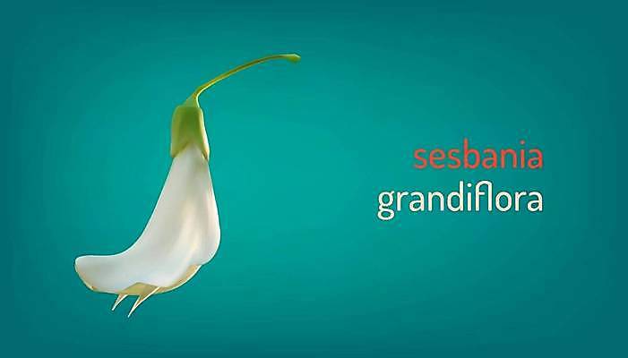 EPS 해외이미지 나무 식물 디자인 아시아 음식 잎 채소 일러스트 태국 조류 콩 동양인 초록색 흰색 나뭇가지 신선 그룹 지역 코르크 섬유 해외일러스트 동물 나라 컬러 곡류 인종 직물 파일형식 벡터 이미지허브