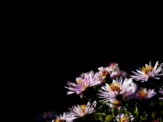 포토 JPG 해외이미지 식물 계절 꽃잎 꽃 분홍색 꽃다발 백그라운드 잎 꽃무늬 자연 검은배경 사람없음 파란색 뷰티 정원 보라색 검은색 오픈 야간 꽃집 원예 꿀 내추럴 영원 해외포토 자연요소 컬러 무늬 취미 상점 생태계 파일형식 이미지허브