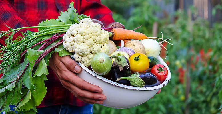 포토 JPG 해외이미지 식물 손 음식 백그라운드 잎 농업 토마토 채소 과일 자연 건강 사람 사람없음 야외 목재 빨간색 초록색 농작물 상자 농장 바구니 정원 당근 수확 성장 신선 잡기 시장 농부 수집 먹기 유기농 원예 양배추 날것 후추 내추럴 밭일 숙성 채식주의자 해외포토 나무 직업 웰빙 산업 컬러 재료 모션 뿌리채소 취미 신체부위 향신료 생태계 채식 파일형식 이미지허브