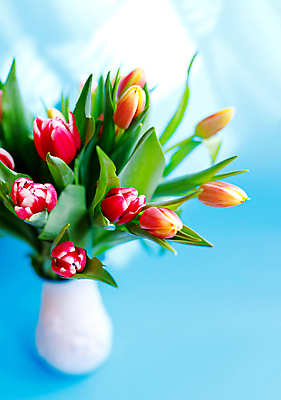 포토 JPG 해외이미지 식물 전통 꽃 분홍색 꽃다발 백그라운드 잎 꽃무늬 자연 탁자 엄마 휴가 발렌타인데이 선물 사랑 사람없음 장식 초록색 파란색 빛 컬러풀 뷰티 우주 귀여움 봄 낭만 튤립 흰색 축하 인사 신선 신용카드 플랫 정상 다발 배열 레이아웃 위치 내추럴 파스텔톤 국경 해외포토 계절 감정 컬러 가구 컨셉 무늬 가족 데이이벤트 금융 예절 생태계 파일형식 이미지허브