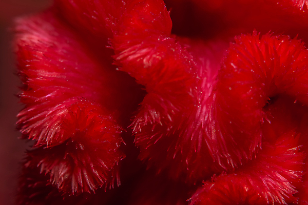 포토 JPG 해외이미지 식물 꽃잎 꽃 백그라운드 꽃무늬 패턴 자연 발렌타인데이 사랑 사람없음 빨간색 뷰티 장미 낭만 벚꽃 닫기 질감 해외포토 감정 컬러 컨셉 무늬 모션 데이이벤트 생태계 파일형식 이미지허브