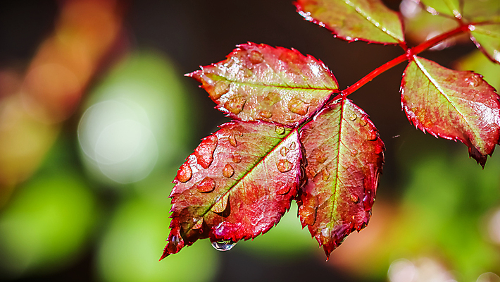 포토 JPG 해외이미지 주간 낙엽 근접촬영 사람없음 야외 아웃포커스 젖음 빗방울 해외포토 자연요소 뷰포인트 잎 촬영기법 비_날씨 파일형식 이미지허브