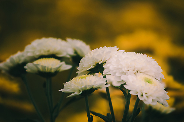 포토 JPG 해외이미지 식물 디자인 꽃잎 꽃 꽃다발 백그라운드 단풍 꽃무늬 오렌지 벽지 국화 사람없음 야외 장식 초록색 여름 컬러풀 뷰티 노란색 정원 보라색 활발 달력 벚꽃 가을 신선 개화 계획 9월 질감 데이지 10월 해외포토 계절 컬러 컨셉 잎 무늬 과일 날짜 파일형식 이미지허브