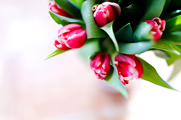 포토 JPG 해외이미지 식물 전통 꽃 분홍색 꽃다발 백그라운드 잎 꽃무늬 자연 탁자 엄마 휴가 발렌타인데이 선물 사랑 사람없음 장식 초록색 파란색 빛 컬러풀 뷰티 우주 귀여움 봄 낭만 튤립 흰색 축하 인사 신선 신용카드 플랫 정상 다발 배열 레이아웃 위치 내추럴 파스텔톤 국경 해외포토 계절 감정 컬러 가구 컨셉 무늬 가족 데이이벤트 금융 예절 생태계 파일형식 이미지허브