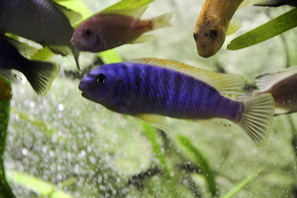 포토 JPG 해외이미지 호수 실험 저울 어류 사람없음 빨간색 초록색 물 반려동물 노란색 검은색 수영 거품 신선 점 호랑이 큼 지느러미 수족관 잭 남쪽 공격적 말라위 민물 아마존 해외포토 자연요소 동물 컬러 컨셉 포유류 수중동물 수상스포츠 크기 방향 파일형식 이미지허브