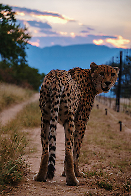포토 JPG 해외이미지 동물 응시 공원 얼굴 야생동물 여행 포유류 아프리카 자연 털 국립공원 초원 사람없음 야외 고양이 점 황무지 위험 사파리 속도 자연백그라운드 육식동물 사냥꾼 멸종 치타 남쪽 경보 남아프리카 사바나 전국 해외포토 직업 시선 공공시설 나라 백그라운드 컨셉 신체부위 반려동물 방향 생태계 파일형식 이미지허브