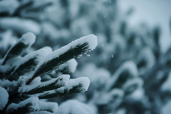 포토 JPG 해외이미지 주간 겨울 풍경 사람없음 야외 아웃포커스 나뭇가지 눈 상고대 겨울풍경 해외포토 자연요소 나무 계절 날씨 촬영기법 서리 파일형식 이미지허브