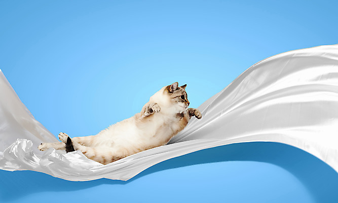 포토 JPG 해외이미지 동물 응시 신체 포유류 포옹 놀이 기술 선물 사람없음 반려동물 달리기 머리 점프 고양이 놀람 흰색 잡기 달콤 작음 신비 순수 꼬리 사냥 오르기 귀 육식동물 시트 기르기 해외202004 해외포토 시선 감정 컬러 컨셉 안기 모션 표정 신체부위 맛 크기 돌봄 파일형식