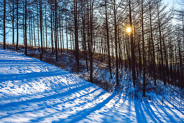 포토 JPG 해외이미지 나무 계절 호수 백그라운드 겨울 자연 하늘 아침 휴가 산 서울 한국 풍경 사람없음 야외 목재 빛 햇빛 태양 일출 일몰 새벽 추위 흰색 나뭇가지 소나무 저녁 12월 서리 장면 전나무 1월 눈내림 가문비나무 해외202004 해외포토 주간 자연요소 식물 아시아 컬러 재료 눈_날씨 노을 날짜 야간 생태계 파일형식