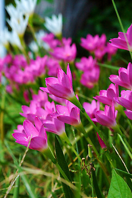 포토 JPG 해외이미지 식물 꽃잎 꽃 지구 분홍색 곤충 잎 꽃무늬 자연 요정 사람없음 초록색 정원 보라색 봄 벚꽃 개화 칼날 우아함 백합 원예 향기 꽃가루 꿀 내추럴 꽃수술 블러 파스텔톤 해외202004 해외포토 동물 계절 컬러 컨셉 무늬 취미 가루 생태계 냄새 파일형식