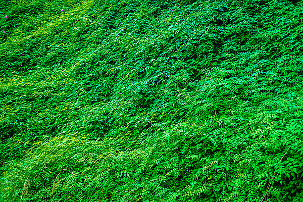 포토 JPG 해외이미지 식물 음식 백그라운드 잎 농업 다이어트 채소 재료 자연 건강 요리 사람없음 초록색 여름 농장 정원 봄 샐러드 수확 성장 흰색 신선 상추 먹기 싱글 유기농 양배추 날것 비타민 내추럴 고립 채식주의자 케일 비건 해외202004 해외포토 웰빙 계절 산업 컬러 모션 생태계 채식 영양소 파일형식