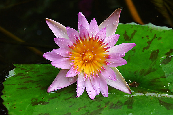 포토 JPG 해외이미지 식물 꽃잎 꽃 호수 백그라운드 잎 자연 휴식 사람없음 장식 초록색 물 빛 노란색 정원 봄 벚꽃 흰색 닫기 불기 묘사 내추럴 꽃수술 우수 해외202004 해외포토 자연요소 계절 컬러 컨셉 모션 절기 생태계 파일형식
