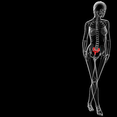 포토 JPG 해외이미지 포즈 해부 뼈 골격 사람 사람없음 약 흰색 기둥 디스크 척추 고립 해외202004 해외포토 건축 컬러 의학 질병 파일형식