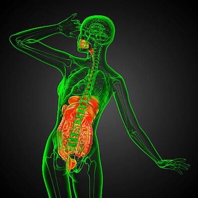 포토 JPG 해외이미지 해부 사람 사람없음 고통 하트 신장 간 암 방광 췌장 지라 해외202004 해외포토 모양 감정 의학 장기_의학 비뇨기관 질병 파일형식