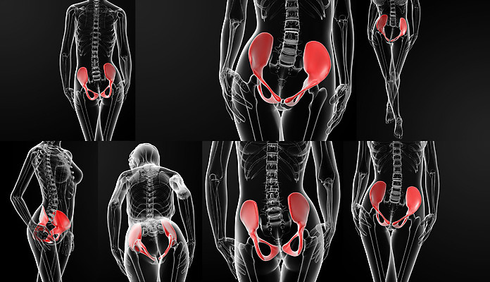 포토 JPG 해외이미지 디자인 여자 포즈 신체 일러스트 부분 해부 뼈 골격 건강 사람 성인 사람없음 그래픽 치료 약 3D 고통 시험 의사 흰색 대접 구멍 수술 엉덩이 척추 그림 생물학 골다공증 시스템 자궁 허벅지 고립 골절 연골 해외202004 해외포토 교육 감정 컬러 의학 신체부위 의료진 장기 질병 디지털합성 파일형식 직업