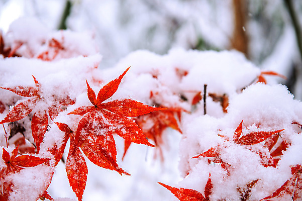 포토 JPG 해외이미지 나무 계절 공원 도로 길 선 단풍 잎 크리스마스 겨울 자연 날씨 풍경 사람없음 야외 노란색 냉동 얼음 고통 추위 가을 흰색 나뭇가지 숲 과수원 서리 장면 흐림 내추럴 방법 샤워실 재앙 폭설 눈내림 해외202004 해외포토 자연요소 식물 공공시설 기념일 감정 컬러 농업 교통시설 눈_날씨 자연재해 생태계 샤워시설 파일형식