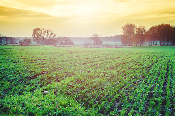 포토 JPG 해외이미지 나무 식물 구름 계절 공원 백그라운드 잎 밭 농업 자연 하늘 풍경 잔디 초원 사람없음 야외 목재 초록색 여름 파란색 빛 컬러풀 햇빛 태양 농장 노란색 일출 환경 맑음 봄 활발 벚꽃 흰색 시골 신선 땅 장면 내추럴 수평선 해외202004 해외포토 자연요소 공공시설 꽃 산업 컬러 컨셉 재료 날씨 노을 생태계 파일형식