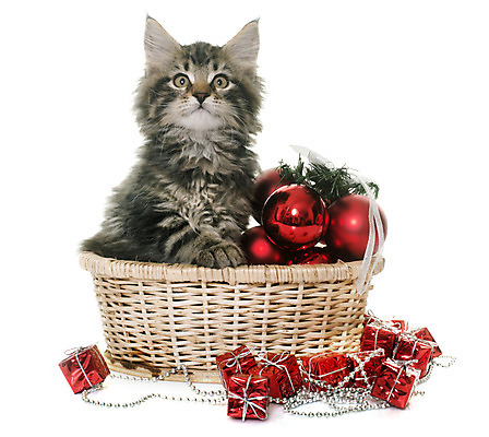 포토 JPG 해외이미지 동물 한마리 컨셉 크리스마스 선물 사람없음 반려동물 장난감 바구니 고양이 장식볼 흰배경 얼룩무늬 이벤트의상 해외202004 해외포토 1 옷 기념일 백그라운드 무늬 포유류 장식 흰색 파일형식