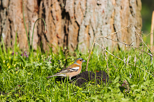포토 JPG 해외이미지 나무 동물 응시 시선 계절 남자 유럽 아시아 야생동물 백그라운드 노래 자연 조류 앉기 사람없음 야외 초록색 뷰티 정원 봄 젖음 흰색 나뭇가지 관찰 닫기 4월 서식지 강렬 해외포토 식물 나라 음악 컬러 모션 사람 날짜 생태계 파일형식 이미지허브