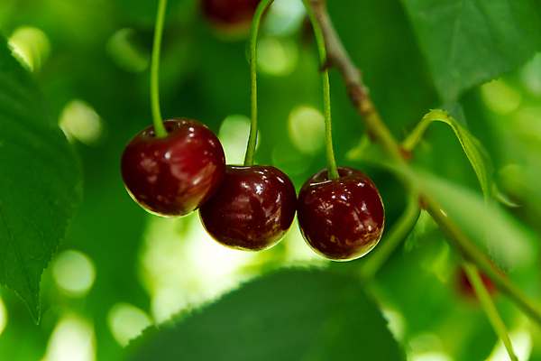포토 JPG 해외이미지 나무 식물 열매 음식 백그라운드 잎 농업 과일 자연 매달리기 건강 사람없음 빨간색 초록색 컬러풀 정원 주스 성장 신선 체리 그룹 달콤 다발 유기농 건강식 숙성 해외포토 웰빙 산업 음료 컬러 모션 맛 생태계 파일형식 이미지허브