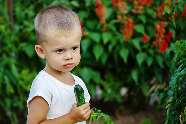 포토 JPG 해외이미지 식물 손 배너 어린이 음식 잎 농업 토마토 채소 과일 가족 자연 피망 오이 주택 감자 건강 관리 사람 사람없음 초록색 농장 바구니 정원 당근 수확 성장 아기 신선 유기농 원예 양배추 후추 내추럴 돌봄 바이오 숙성 채식주의자 카피스페이스 해외포토 웰빙 산업 컬러 관계 모션 뿌리채소 취미 건물 신체부위 공백 향신료 생태계 채식 파일형식 이미지허브