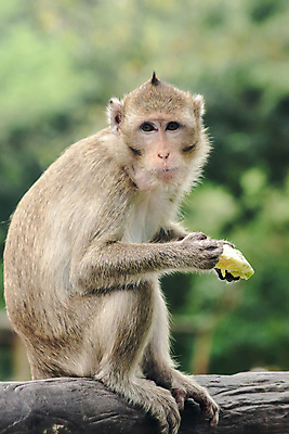 포토 JPG 해외이미지 동물 척추동물 손 응시 여자 무기 얼굴 야생동물 포즈 잎 돈 신체 포유류 자연 휴식 생물 털 바나나 동물원 앉기 사람없음 가로 컬러풀 환경 활발 원숭이 표현 입 강아지 작음 먹기 사파리 피부 꼬리 유인원 이국적 해외포토 식물 시선 컬러 컨셉 과일 모션 사람 신체부위 반려동물 재산 개 크기 생태계 파일형식 이미지허브