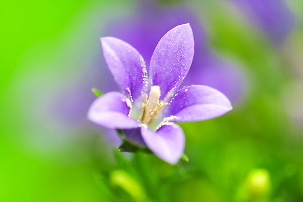 포토 JPG 해외이미지 식물 꽃잎 꽃 꽃무늬 자연 사람없음 초록색 여름 뷰티 봄 벚꽃 꽃가루 해외포토 계절 컬러 무늬 가루 생태계 파일형식 이미지허브