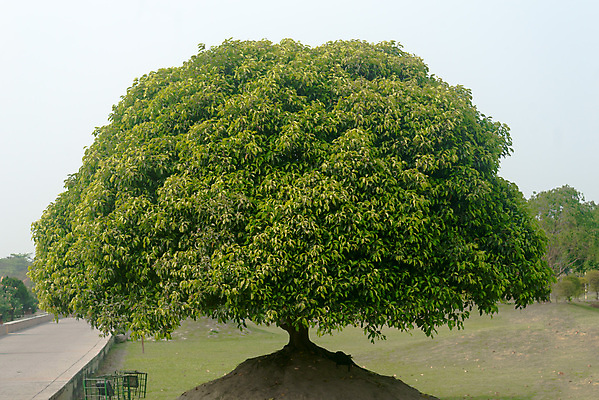 포토 JPG 해외이미지 나무 라이프스타일 계절 도로 여행 단풍 잎 농업 자연 하늘 거리 풍경 잔디 초원 사람없음 야외 목재 초록색 여름 파란색 햇빛 태양 환경 정원 맑음 고요 황혼 일몰 봄 성장 농촌 신선 숲 큼 유기농 삼림지대 옛날 해외포토 자연요소 식물 웰빙 산업 길 컬러 재료 교통시설 날씨 생활 노을 시골 크기 생태계 파일형식 이미지허브