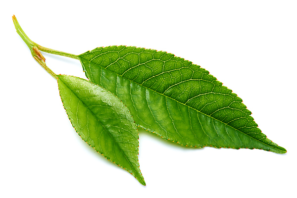 포토 JPG 해외이미지 나무 식물 계절 줄기 잎 자연 사람없음 초록색 새싹 환경 봄 성장 신선 허브 흰배경 유기농 내추럴 개발 고립 생태학 그리너리 해외포토 웰빙 교육 컬러 백그라운드 흰색 생태계 파일형식 트랜드컬러 이미지허브