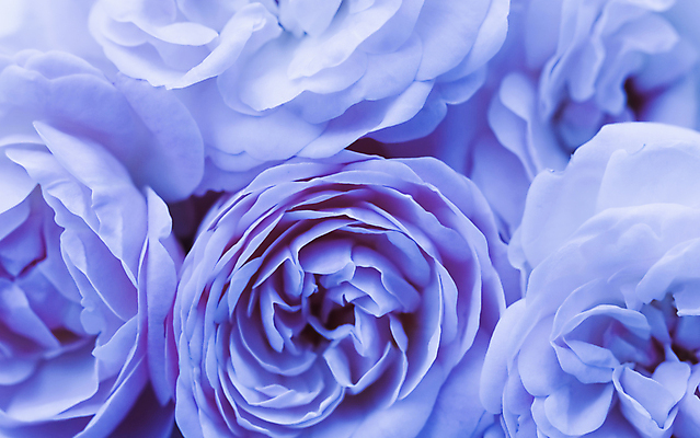 포토 JPG 해외이미지 식물 디자인 계절 꽃잎 꽃 백그라운드 컨셉 꽃무늬 자연 결혼식 추상 휴가 사람없음 파란색 빛 장미 환경 정원 봄 수확 성장 벚꽃 흰색 신선 신용카드 개화 선택 질감 복고 초대 부드러움 내추럴 창백 해외포토 컬러 결혼 무늬 농업 금융 감각 생태계 파일형식 이미지허브